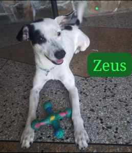 Zeus