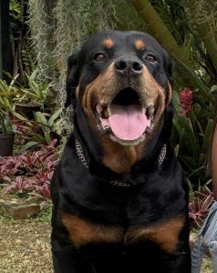 Rotty